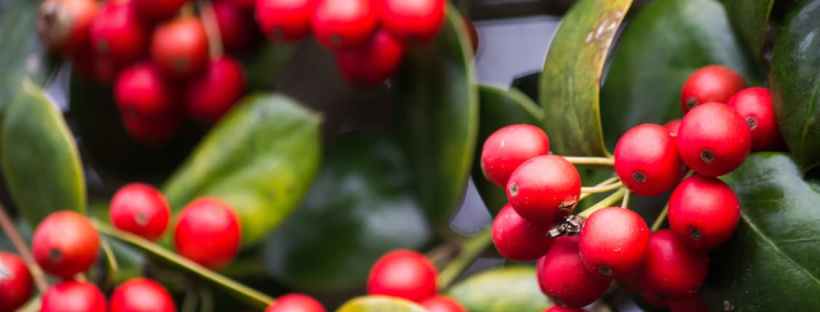 Red Holly Berry, Tongue Twister, Voice Coaching